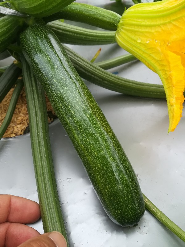 ズッキーニ 中原おぐら畑